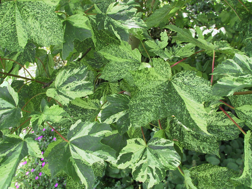 Acer pseudoplatanus Leopoldii - Blaetter.jpg